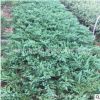 苗圃直銷工程綠化樹 爬地柏 鋪地柏樹 鋪地柏小苗 鋪地龍苗