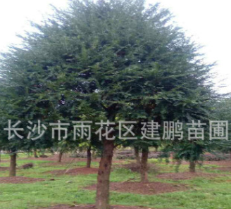 苗木基地批發(fā)5公分樹(shù)形優(yōu)美的名貴植物紅豆杉 凈化空氣南方紅豆杉