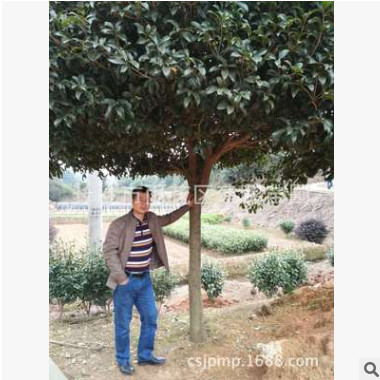 湖南桂花樹(shù) 綠化苗木 桂花樹(shù)苗 農(nóng)戶直銷