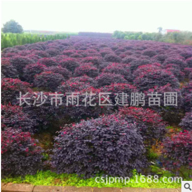 批發(fā)供應(yīng)紅花檵木 綠化工程色塊苗 道路景觀苗 紅花檵木球規(guī)格全