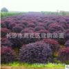 批發(fā)供應(yīng)紅花檵木 綠化工程色塊苗 道路景觀苗 紅花檵木球規(guī)格全