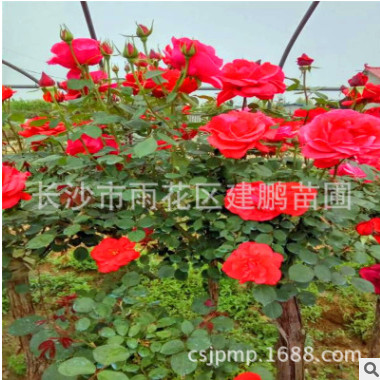 樹(shù)狀月季 嫁接月季樹(shù)樁 庭院觀賞植物 大花香濃四季開(kāi)花月季樹(shù)