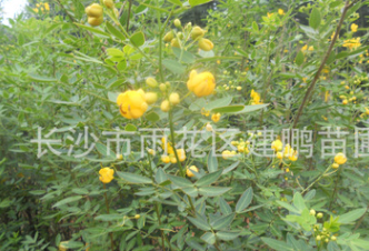 批發(fā)黃花槐樹(shù)苗 道路綠化 金邊黃花槐樹(shù)苗 基地直銷