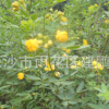 批發(fā)黃花槐樹(shù)苗 道路綠化 金邊黃花槐樹(shù)苗 基地直銷