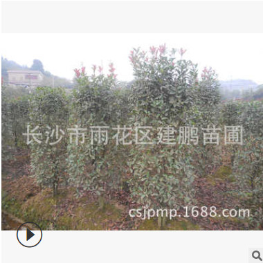 低價(jià)供應(yīng)彩葉綠化苗木 紅葉石楠柱 修剪精美規(guī)格齊全