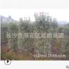 低價(jià)供應(yīng)彩葉綠化苗木 紅葉石楠柱 修剪精美規(guī)格齊全