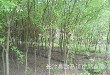 批發(fā)供應(yīng)垂柳樹(shù) 5/6/8/10公分根系發(fā)達(dá) 綠化苗木成活率高