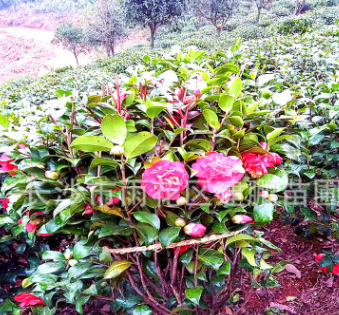 批發(fā)供應(yīng)茶花球 山茶花 工程 綠化苗木 精品茶花基地