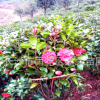 批發(fā)供應(yīng)茶花球 山茶花 工程 綠化苗木 精品茶花基地