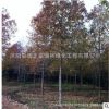 北美楓香樹苗批發 庭院觀賞色塊綠化喬木 楓香小苗規格齊全