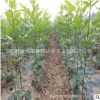 速生白蠟樹苗批發工程綠化苗木行道庭蔭樹白臘小苗規格齊全