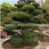 五針松精品造型樹園林觀賞植物行道點綴四季常青規格齊全五針松