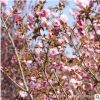 日本櫻花樹木批發造型盆景庭院觀花植物重瓣櫻花 規格齊全櫻花苗