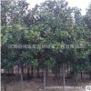 廣玉蘭樹苗 園林綠化花木室內盆栽氣味芳香規格全 白玉蘭樹苗直銷