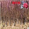 榆葉梅樹苗批發(fā) 庭院盆栽花卉 精品盆景嫁接榆葉梅綠化苗木