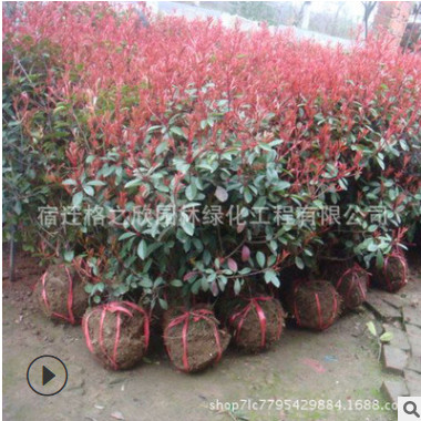 紅葉石楠球批發(fā) 色塊綠籬植物園林道路綠化苗木紅葉石楠球苗