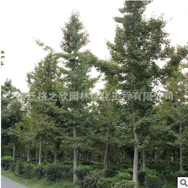 銀杏樹苗批發(fā)果樹苗木質(zhì)優(yōu)量大銀杏新品種南北方種植嫁接白果樹