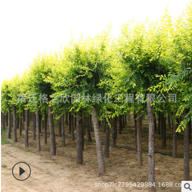 金葉榆樹苗批發(fā) 庭院彩葉植物盆栽造型金葉榆 工程綠化苗木風景樹
