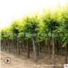 金葉榆樹苗批發 庭院彩葉植物盆栽造型金葉榆 工程綠化苗木風景樹