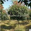 高桿紅葉石楠苗基地直銷道路綠化防護綠植高桿石楠樹苗