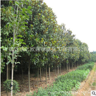 廣玉蘭樹苗批發(fā) 庭院觀賞綠植玉蘭樹苗 園林綠化苗木廣玉蘭花苗