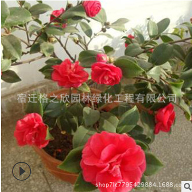 茶梅苗批發(fā) 庭院可盆栽觀花植物茶梅樹苗 戶外耐寒綠化花卉