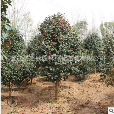茶梅球樹苗批發(fā)工程綠化苗木園林觀花植物茶梅球苗圃直銷
