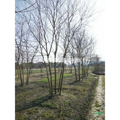 處理雪松