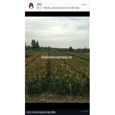 低價出售2/3/4/5/6/7/雪松
