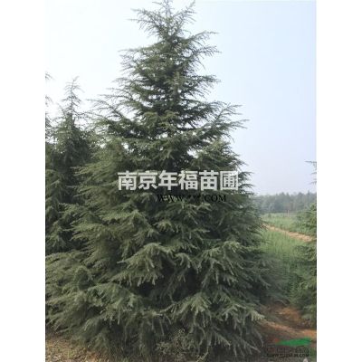 南京雪松，價(jià)格優(yōu)惠