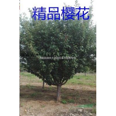 江蘇紅葉石楠球,紅梅，綠梅、美人梅、游龍梅、南天竺、雪松、