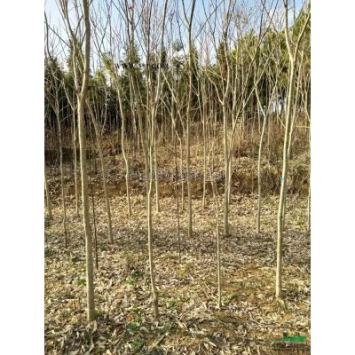 雪松1到15公分圖片\雪松1到15公分報(bào)價(jià)