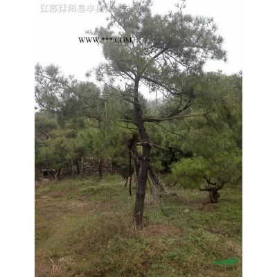 雪松，雪松價格，雪松苗木