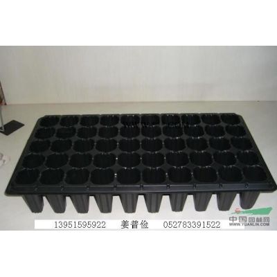 哪里有松柏種子雪松黑松種子價格灑金柏側柏種子及其小苗快遞*