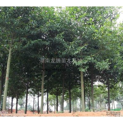 湖南杜鵑供應   紅豆杉、雪松、松柏、蘭天竹、絲蘭