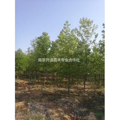 南京地區(qū)供應(yīng)精品雪松（2-10米）
