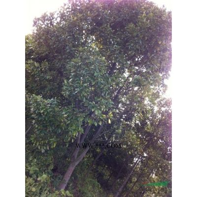 5米高雪松圖片\5米高雪松報(bào)價(jià)