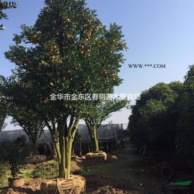 茶花