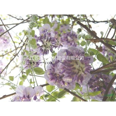 茶花價格_茶花圖片_茶花產地_山茶花綠化苗木苗圃基地