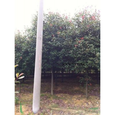 蜀檜 塔柏 龍柏 安徽蜀檜