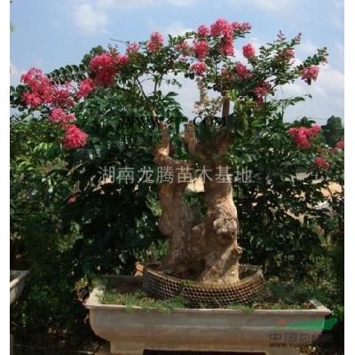 供應湖南羅漢松、桂花、廣玉蘭、杜英、杜鵑等規格*，價格實。