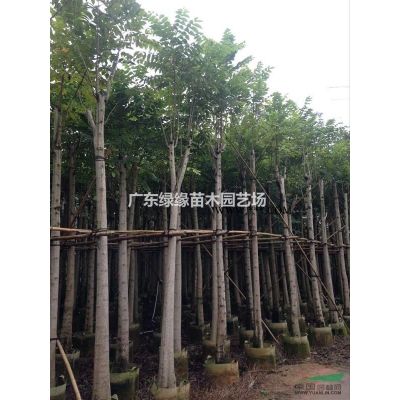 廣東火焰木7-15公分價格