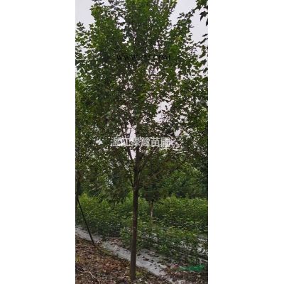 成都廣玉蘭種植基地