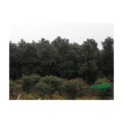 廣玉蘭，2公分廣玉蘭，3公分-25公分廣玉蘭