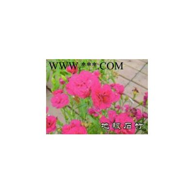 清地處理觀賞海棠3cm一4cm