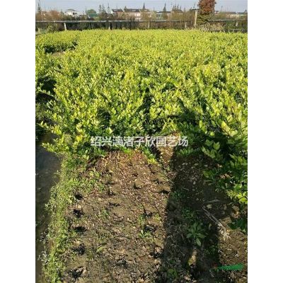 精品廣玉蘭 胸徑8到25公分