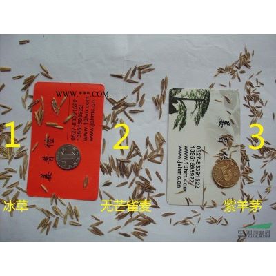 怎樣播種紫藤紫薇紫玉蘭廣玉蘭青楓紅楓元寶楓蠟梅花等種苗包郵