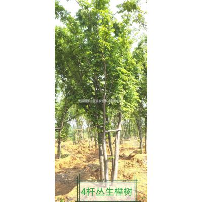 安徽叢生櫸樹/滁州櫸樹價格/安徽叢生櫸樹一*貨源/櫸樹報價價格/報價