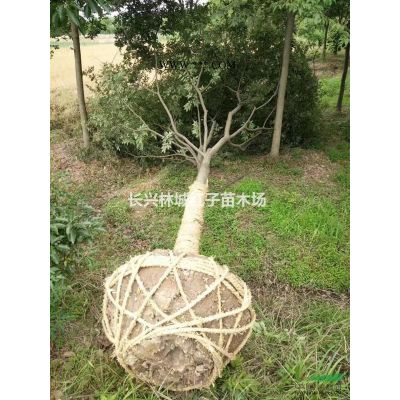 紅梅浙江的