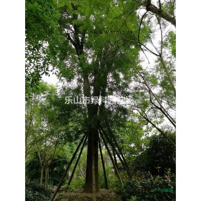 四川樂(lè)山供應(yīng)櫸樹(shù)15～30公分